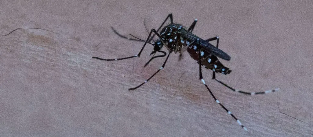 dengue salta 2