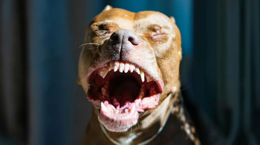 una-beba-de-cuatro-meses-murio-tras-ser-atacada-por-un-pitbull-mientras-dormia-en-pablo-nogues-foto-ilustrativapexels-C3SN7V2VONAW3KXQMVWITR4COM