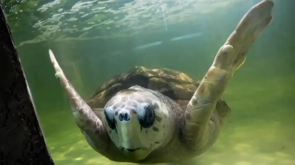 tras-40-anos-en-cautiverio-el-tortugo-jorge-ya-navega-libre-por-el-atlantico-foto-gentileza-diario-la-capital-K4BKDAULZBHDJNTY52GNQJCBPA