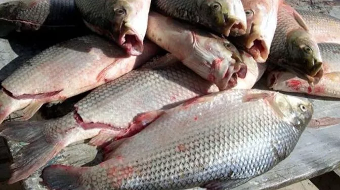 2405pescasabalo-961673-672x375