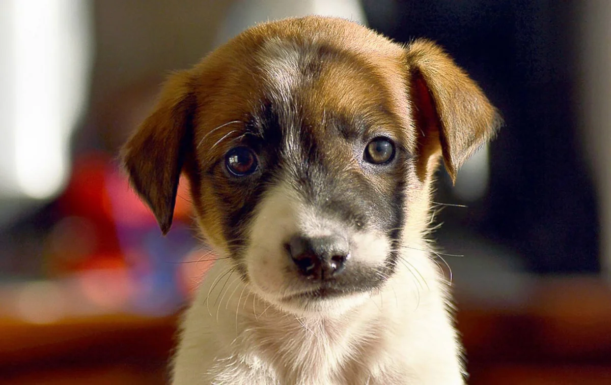 32799-el-centro-de-adopciones-nicolas-mancilla-tiene-70-animales-esperando-una-familia-20220705115043