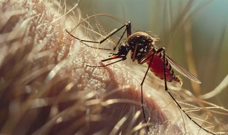 leishmaniasis003-1024x605-1-768x454