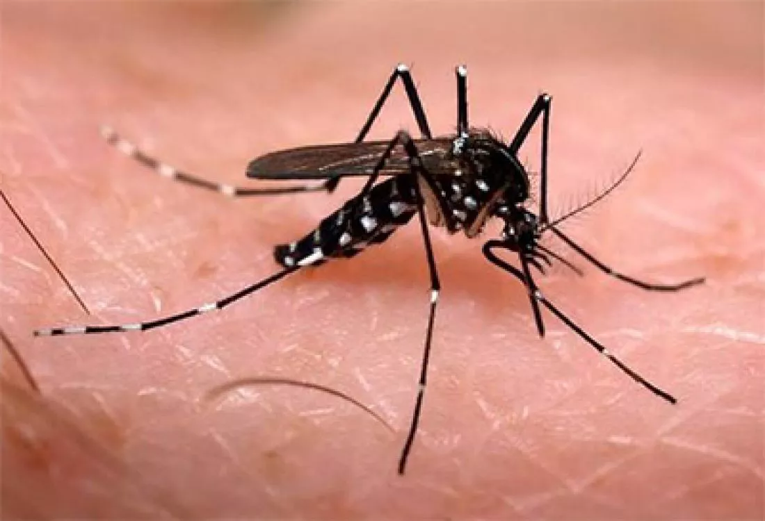 94449-confirmaron-105-nuevos-casos-de-dengue-en-salta